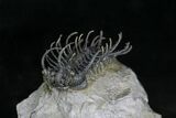 Spine-On-Spine Koneprusia Trilobite - Spectacular #22125-4